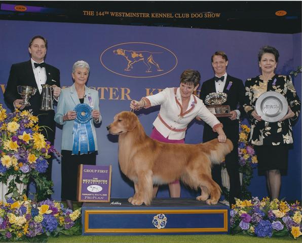 Home Goldens - Retrievers - Ligonier,