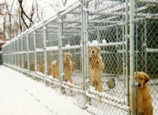 Home Goldens - Retrievers - Ligonier,