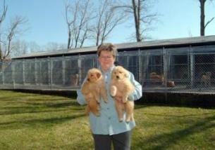 Tammy with two of her pups - Hillock Goldens - Golden Retrievers - Ligonier, Pennsylvania