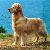 Mercy at age __?  Or her pedigree name or some caption