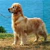 Mercy at age __?  Or her pedigree name or some caption