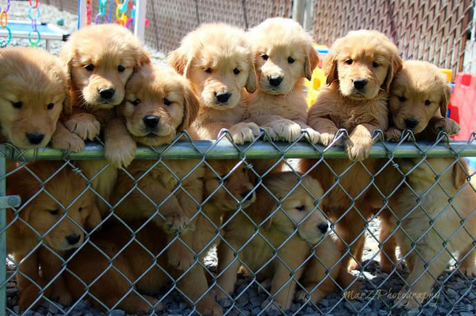 Golden shop retriever litters