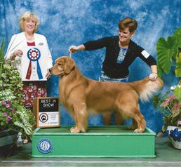 Daniel - Best in Show