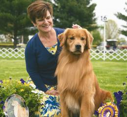 Home - Hillock Goldens - Golden 